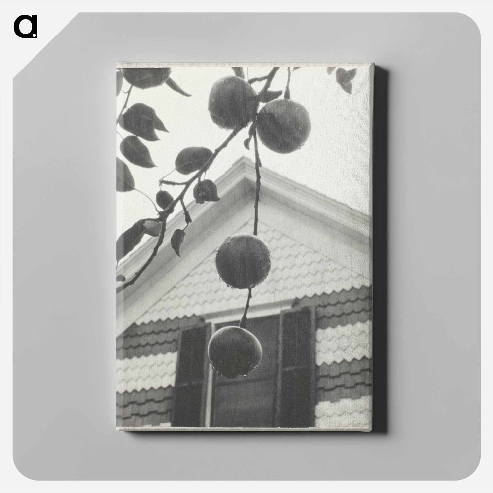 Gable and Apples - アルフレッド スティーグリッツ Canvas.