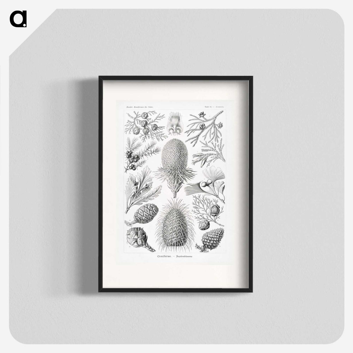 2-42_Ernst-Haeckel_blk