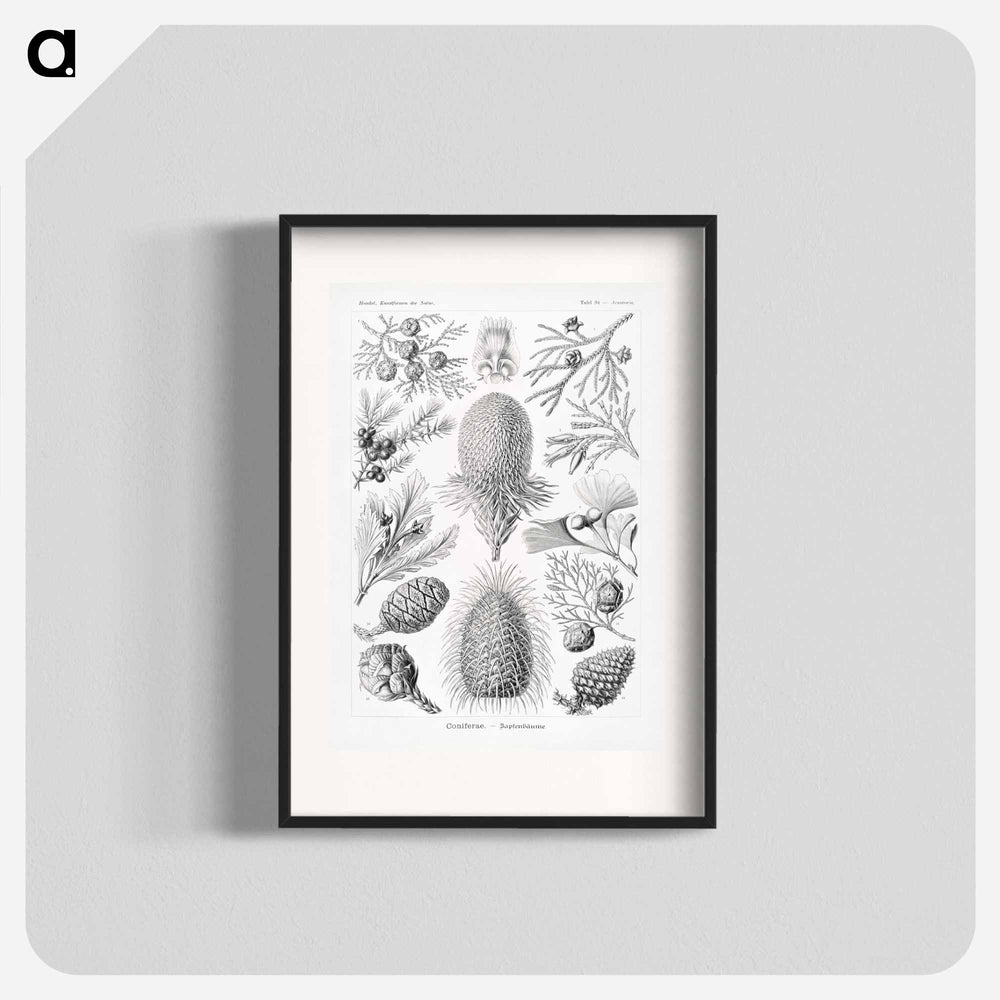 Coniferae–Bapfenbäume - エルンスト ヘッケル Poster.