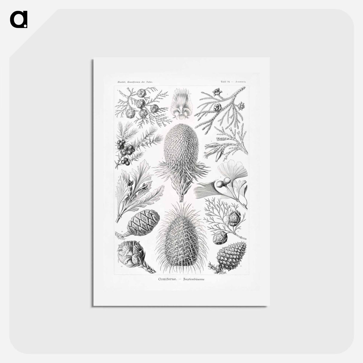 アートポストカード-Coniferae–Bapfenbäume - エルンスト ヘッケル Postcard.