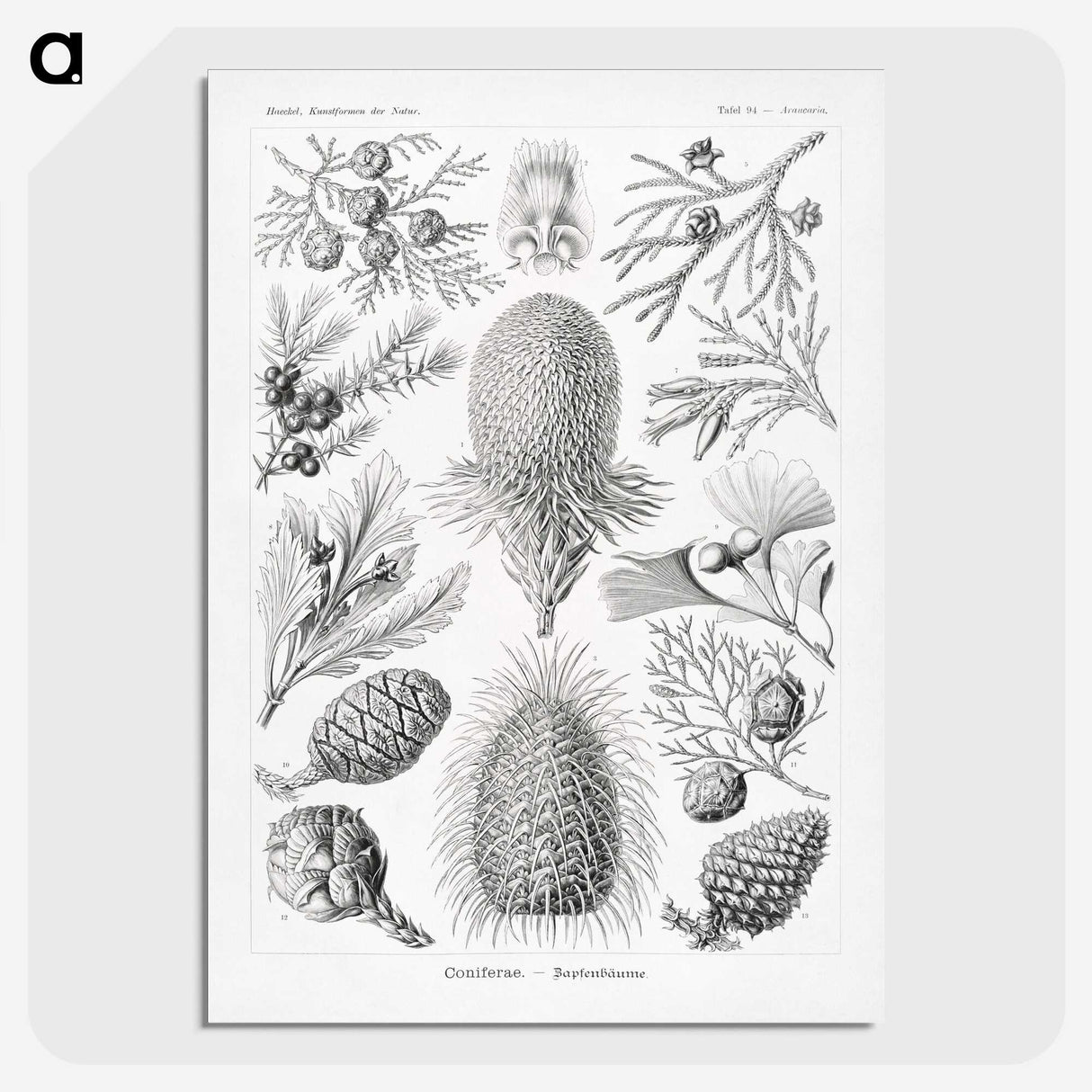 2-42_Ernst-Haeckel_picture-crop