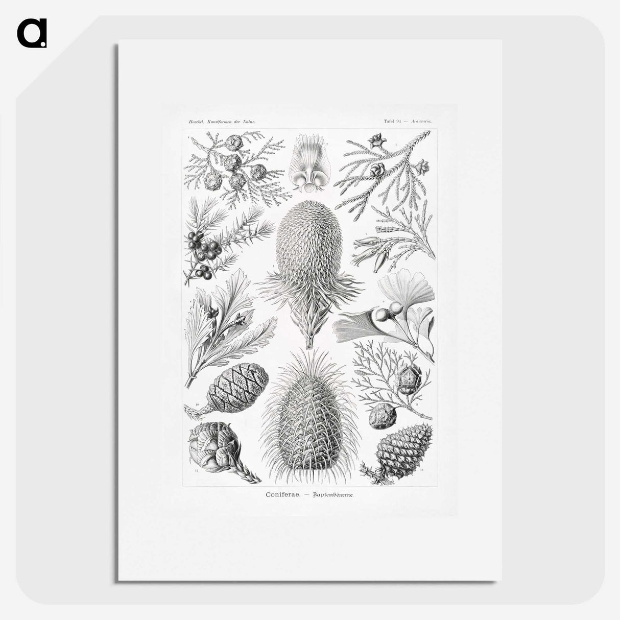 2-42_Ernst-Haeckel_picture