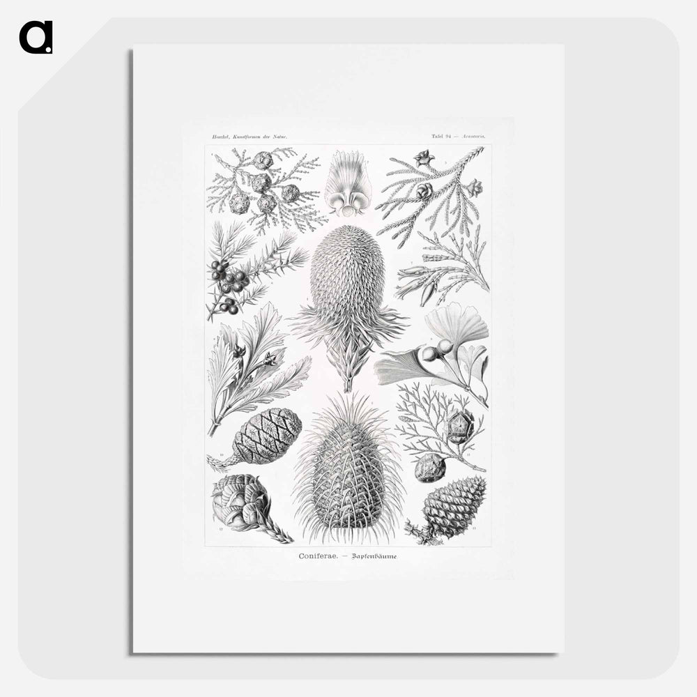 Coniferae–Bapfenbäume - エルンスト ヘッケル Poster.