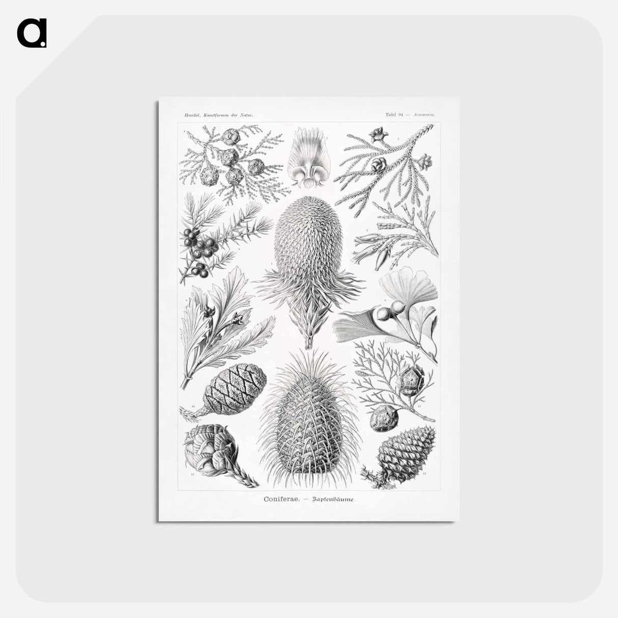 アートポストカード-Coniferae–Bapfenbäume - エルンスト ヘッケル Postcard.