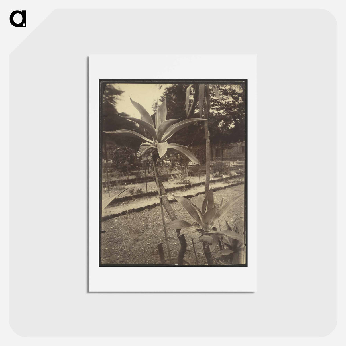 アートポストカード-Mexican Plant
- ウジェーヌ アジェ Postcard.