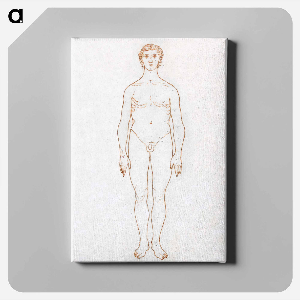アートパネル-Anterior View of Human Figure
- ジョージ スタッブス Canvas.