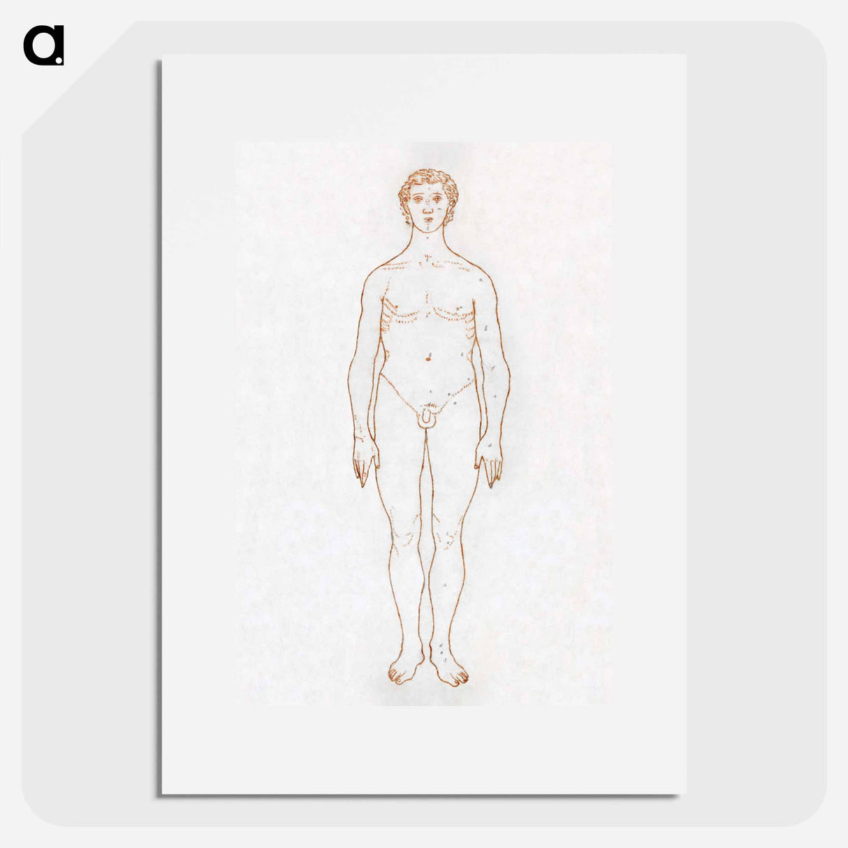 アートポスター-Anterior View of Human Figure
- ジョージ スタッブス Poster.