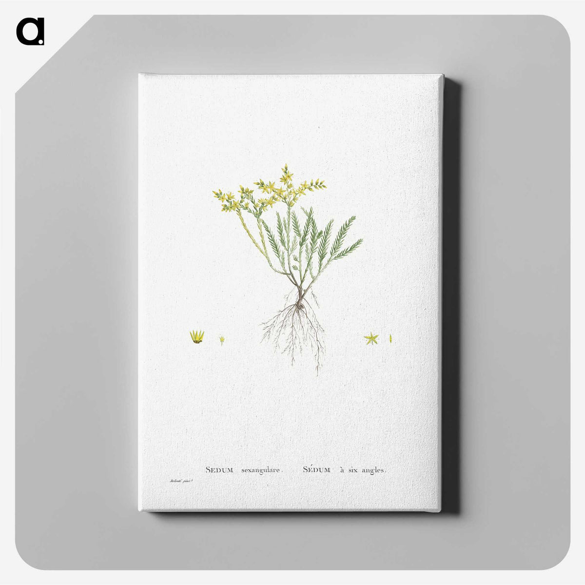 2-42_Histoire-des-Plantes-Grasses_canvas