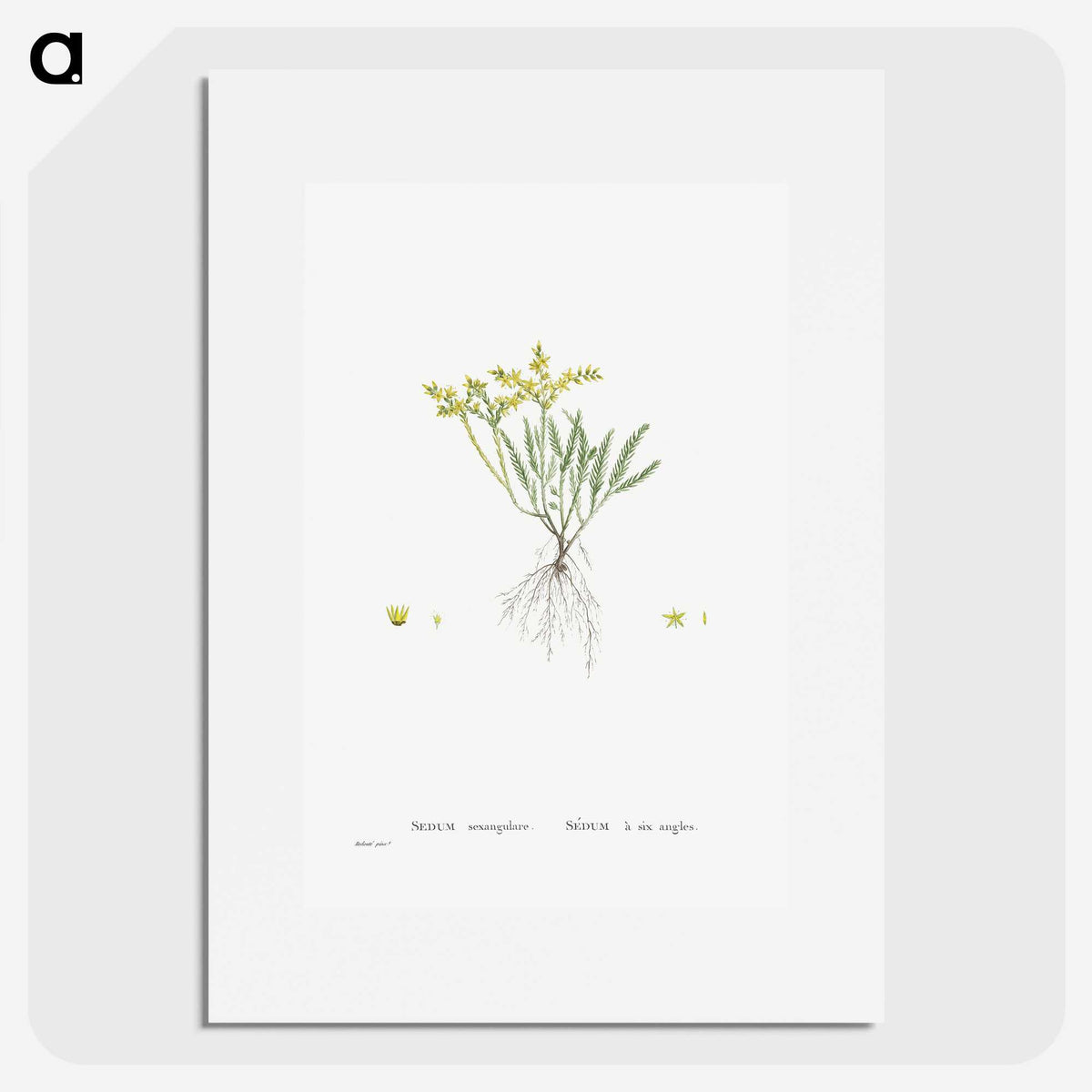 2-42_Histoire-des-Plantes-Grasses_picture