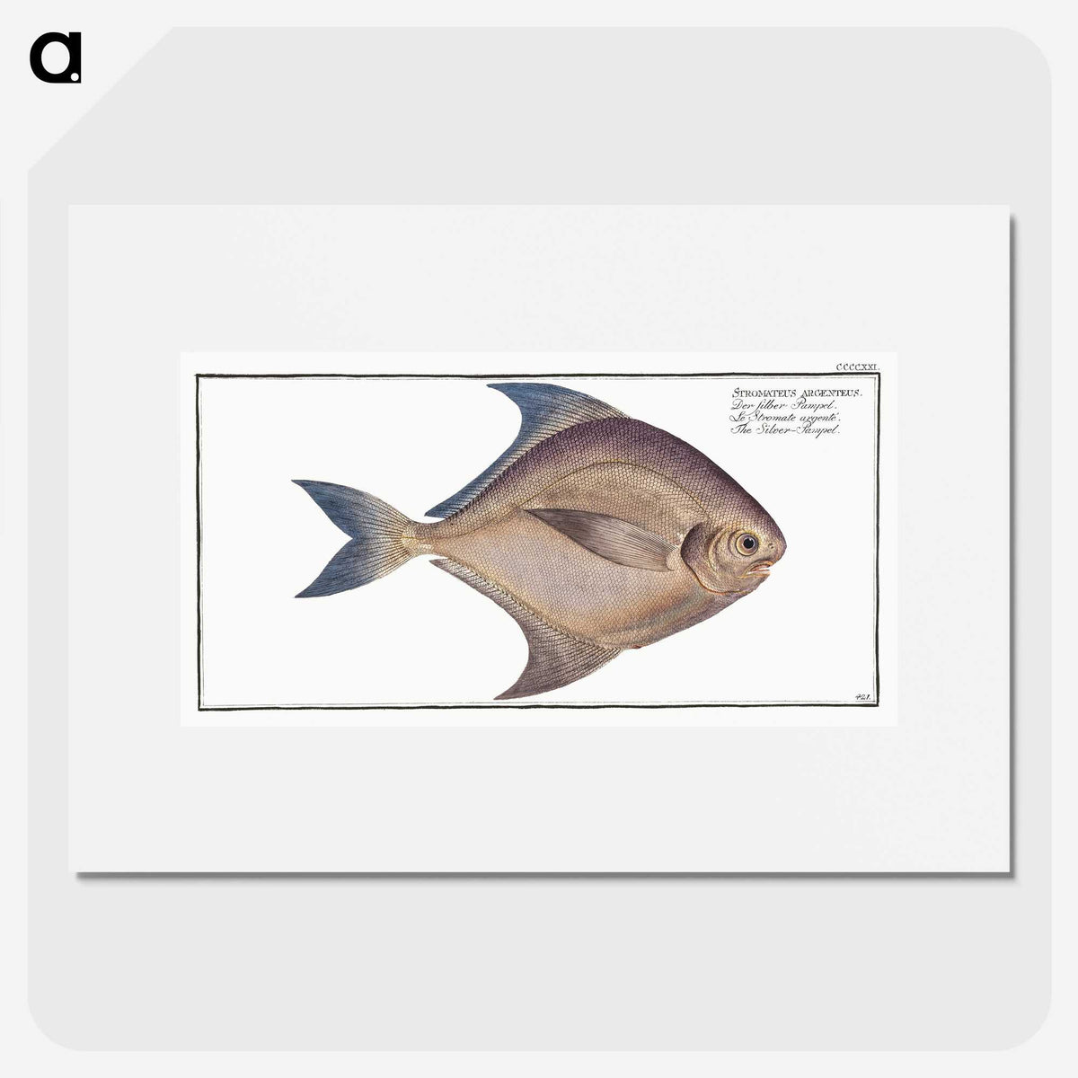 2-42_Ichtyologie-ou-Histoire-naturelle_picture