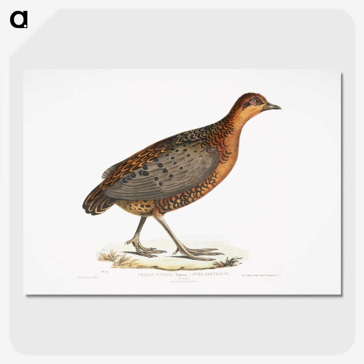 2-42_Indian-Zoology_picture-crop