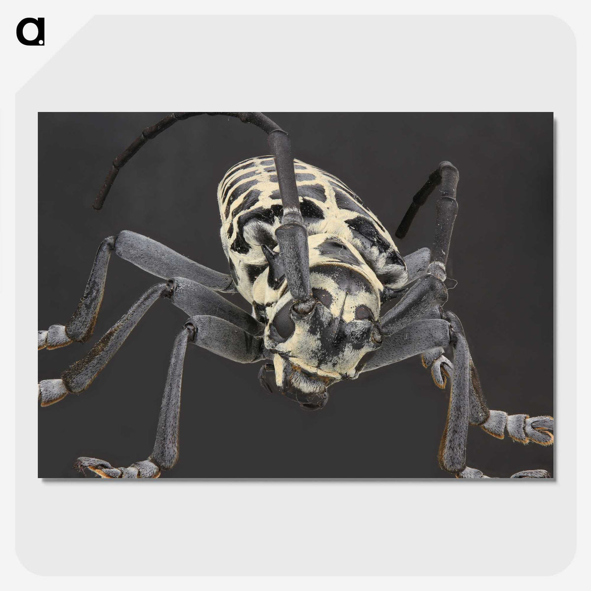 2-42_Insects-Unlocked-Project_picture-crop