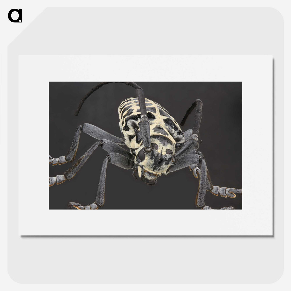 2-42_Insects-Unlocked-Project_picture