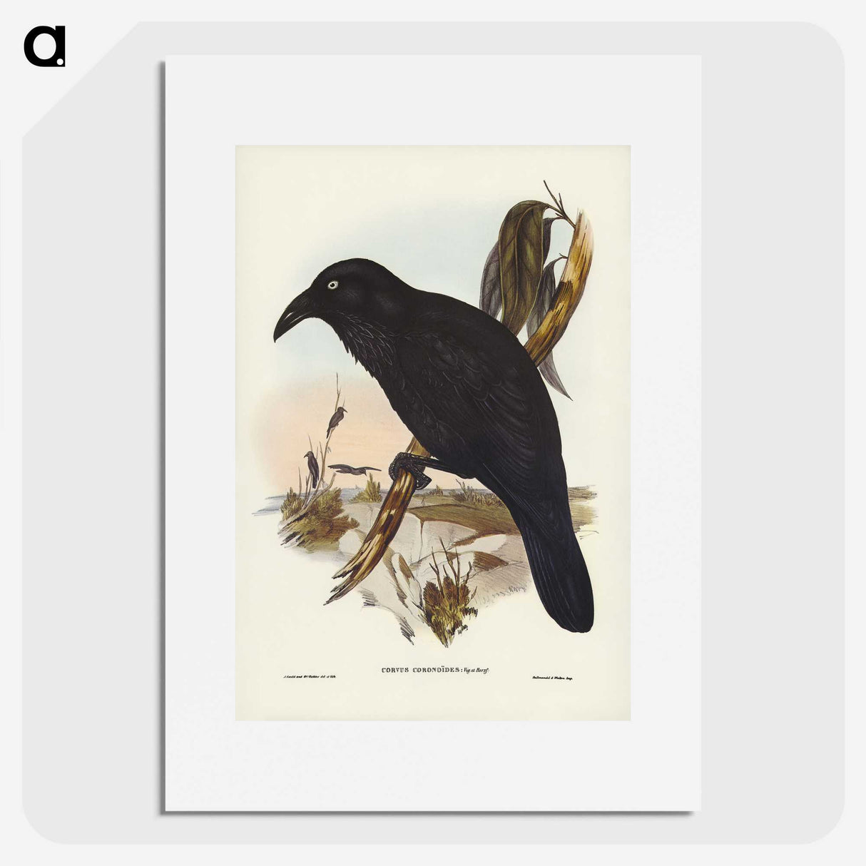 2-42_John-Gould_picture