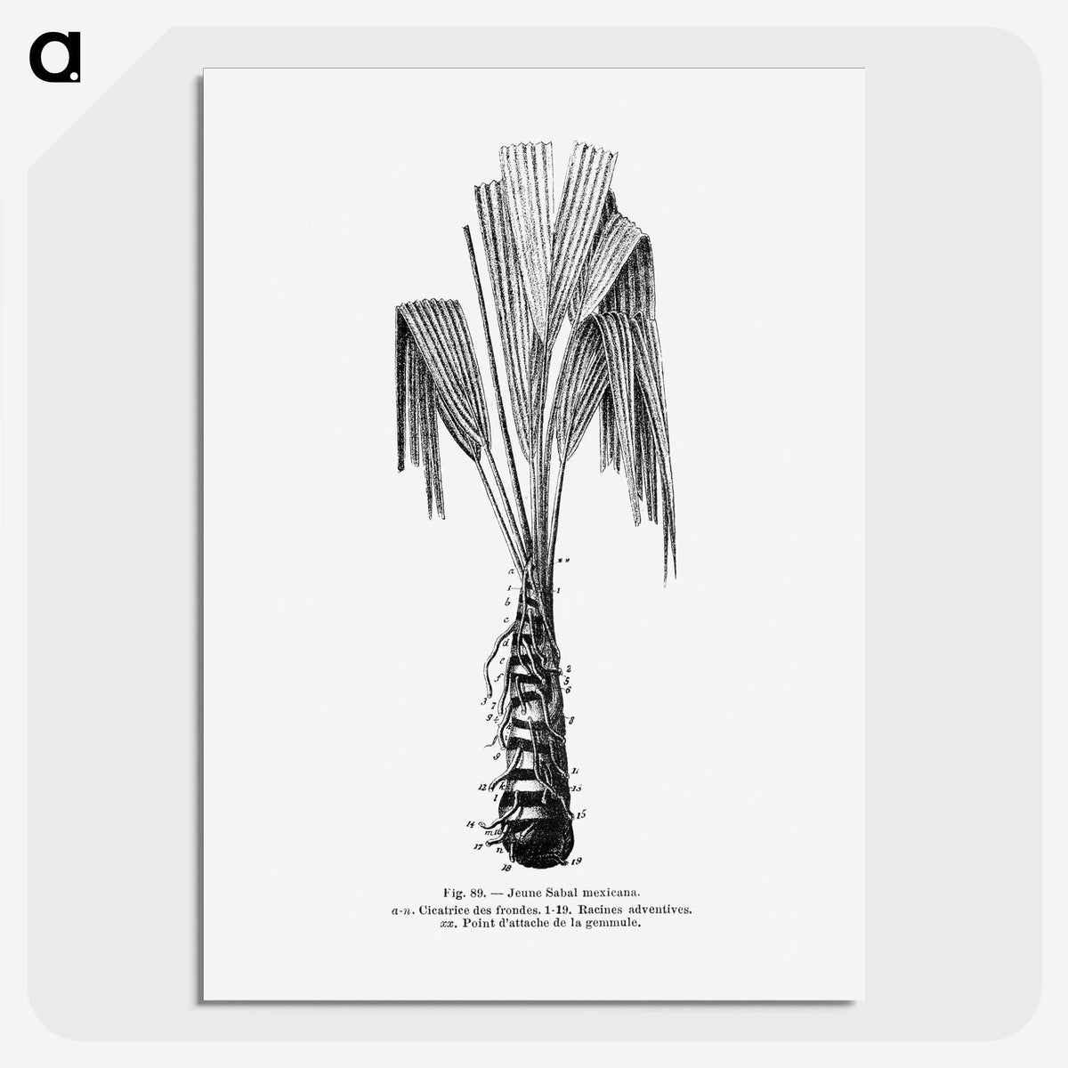 2-42_Les-Palmiers-Histoire-Iconographique_picture-crop