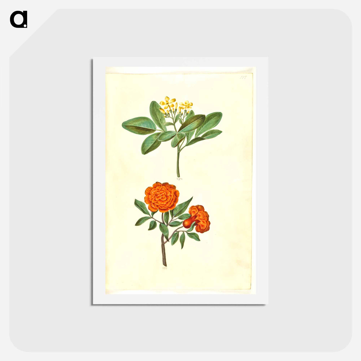 アートポストカード-Jasminum odoratissimum and Punica granatum
- マリア ジビーラ メーリアン Postcard.