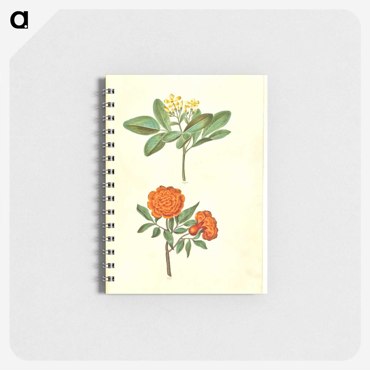 2-42_Maria-Sibylla-Merian_memo