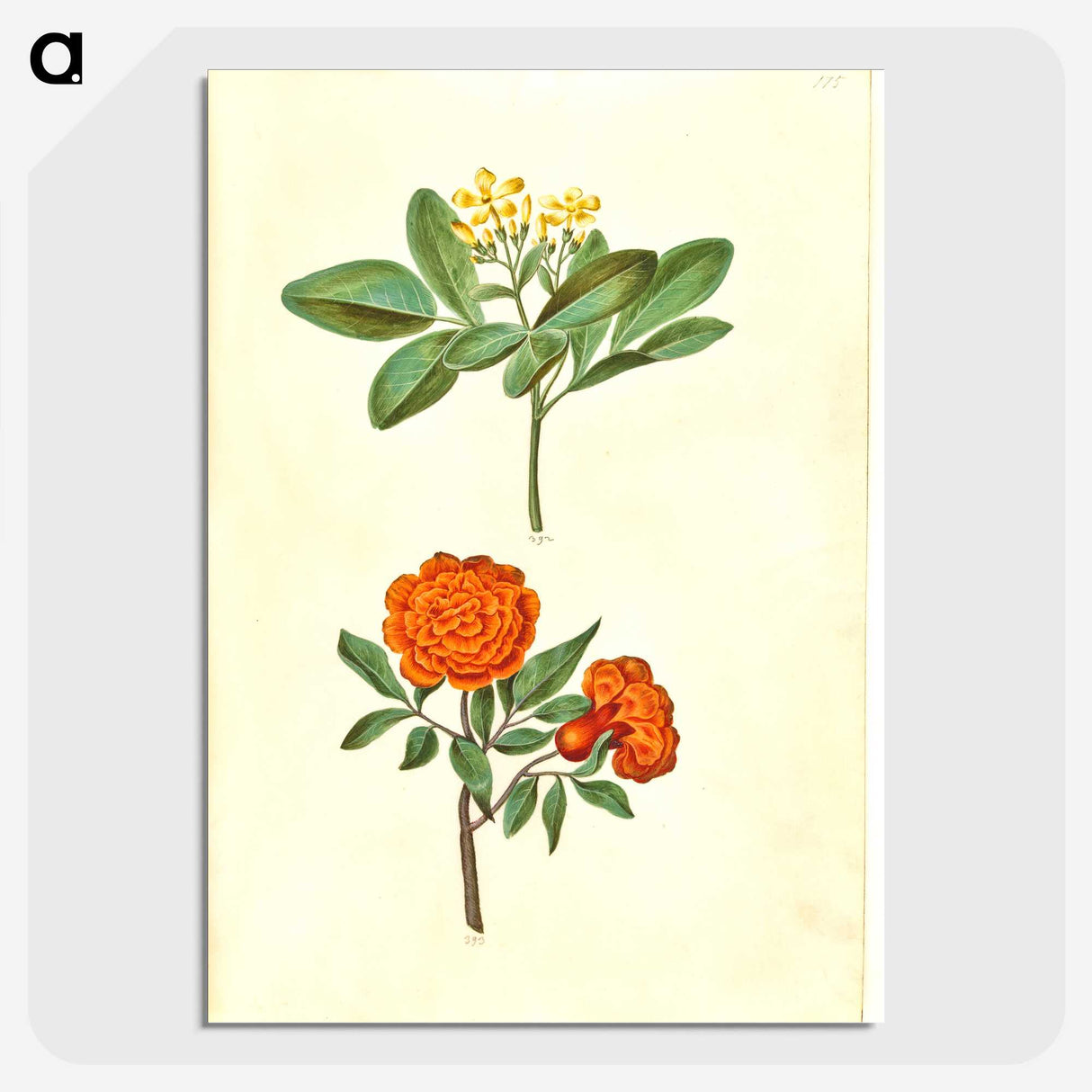 2-42_Maria-Sibylla-Merian_picture-crop