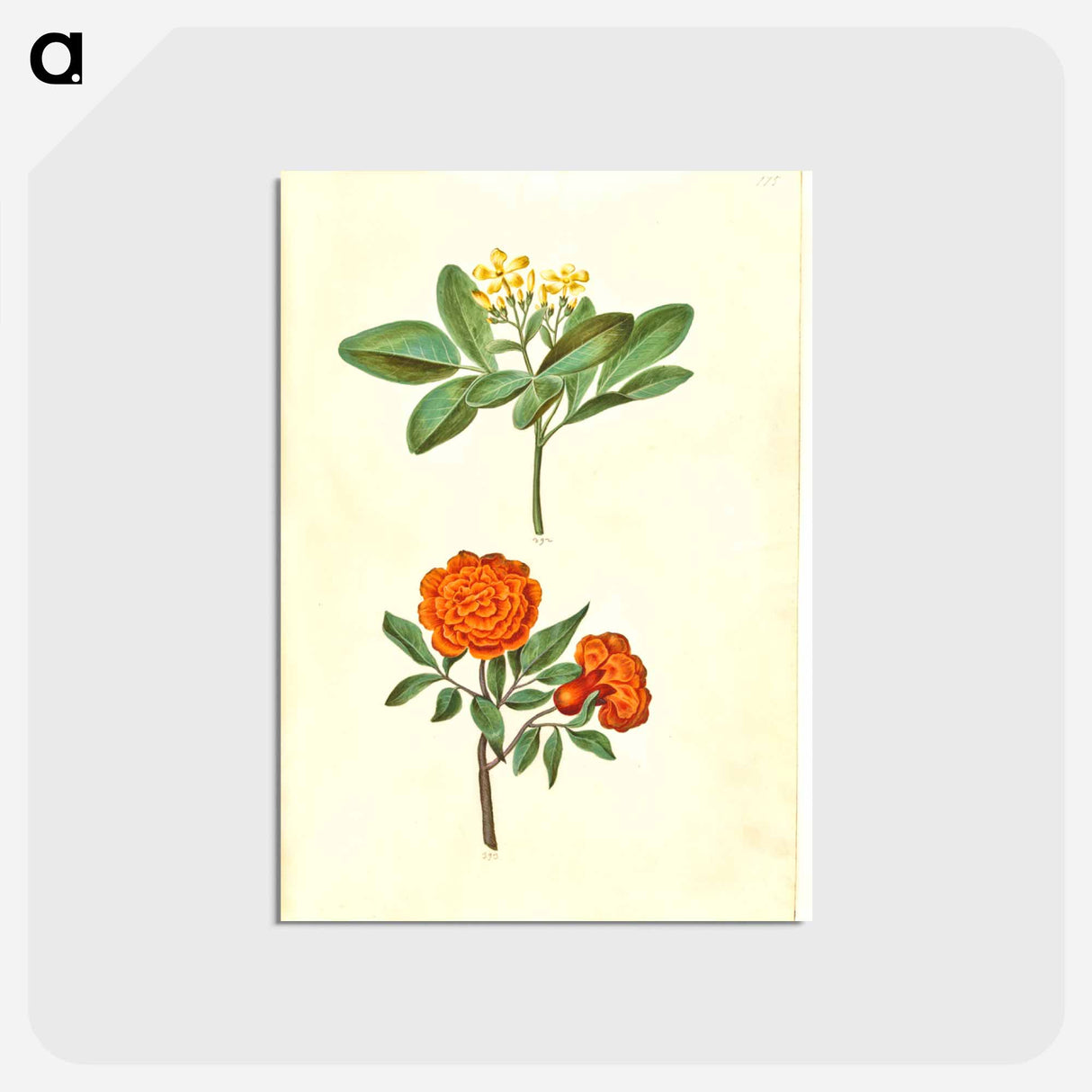 アートポストカード-Jasminum odoratissimum and Punica granatum
- マリア ジビーラ メーリアン Postcard.