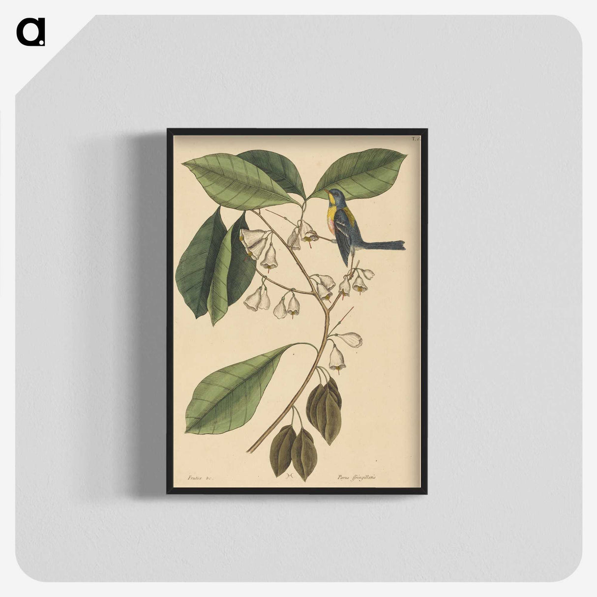 2-42_Mark-Catesby_blk-crop