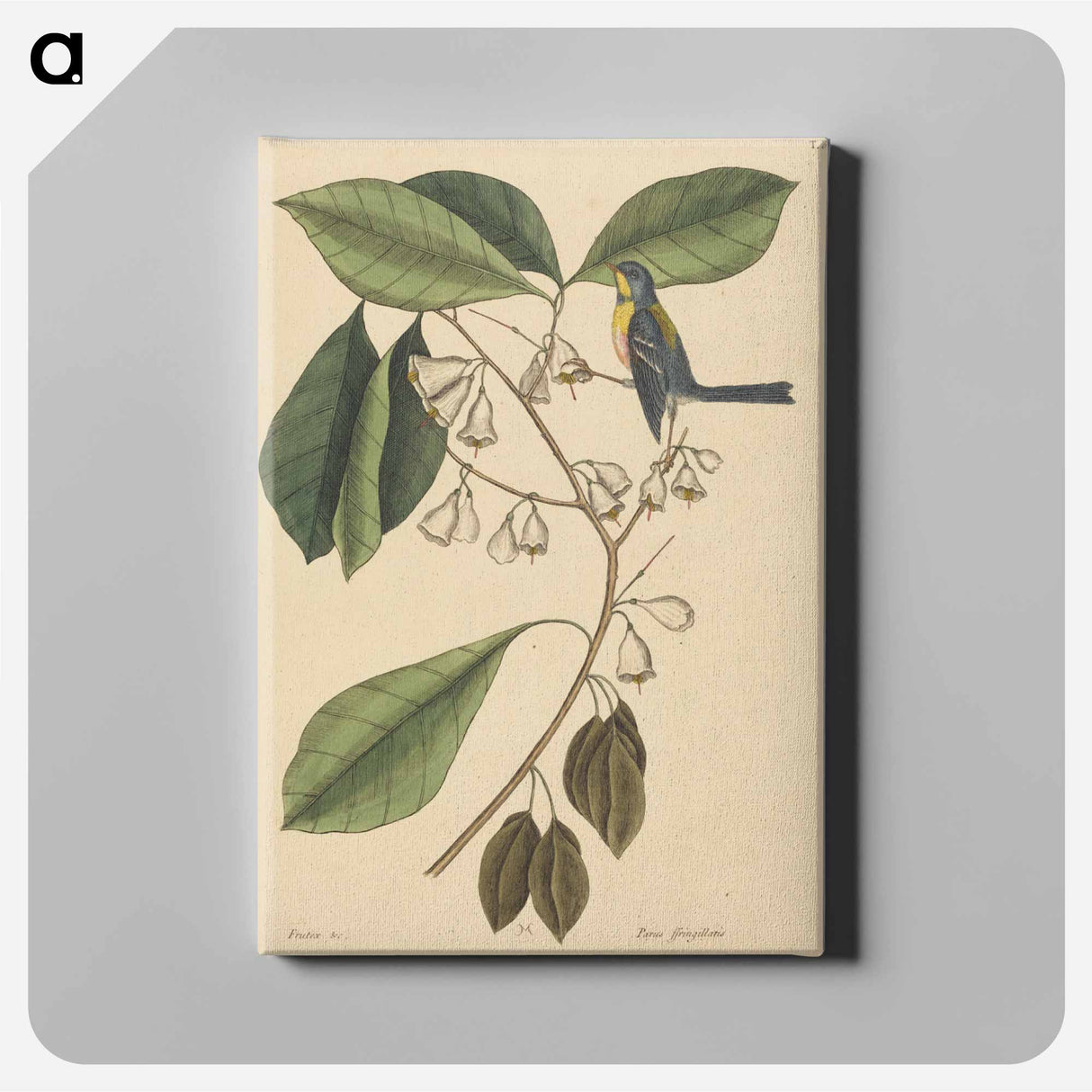 アートパネル-The Finch Creeper
- マーク ケイツビー Canvas.