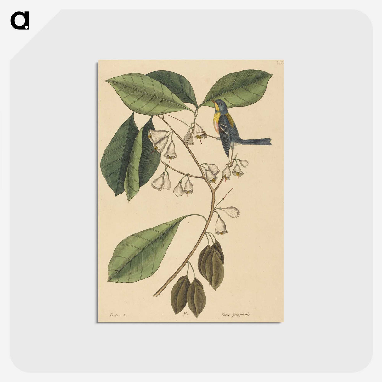 2-42_Mark-Catesby_postcard