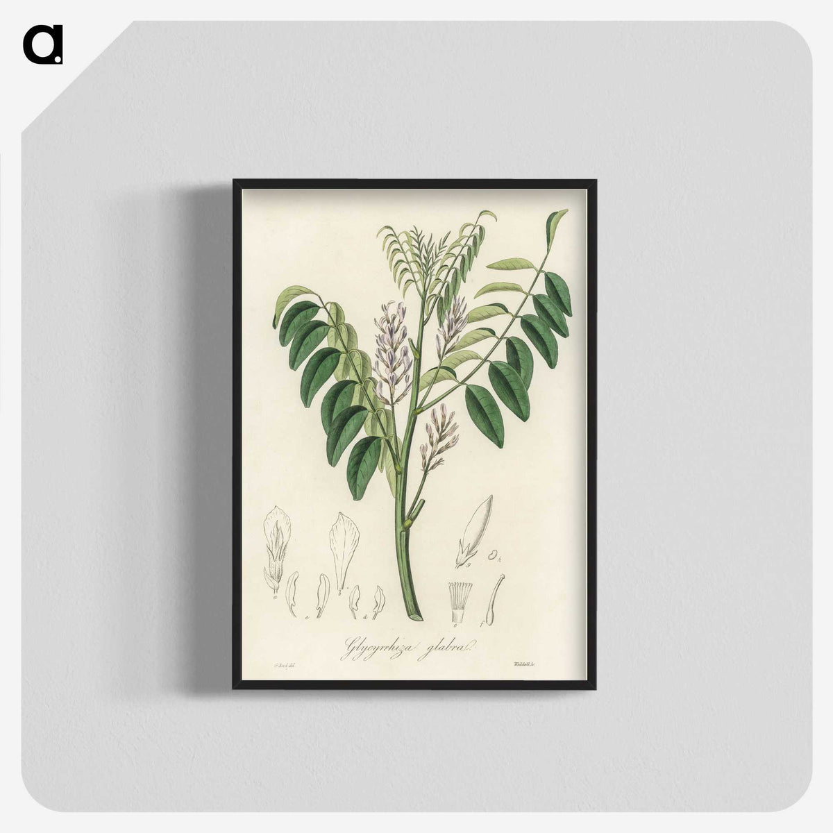 2-42_Medical-Botany_blk-crop