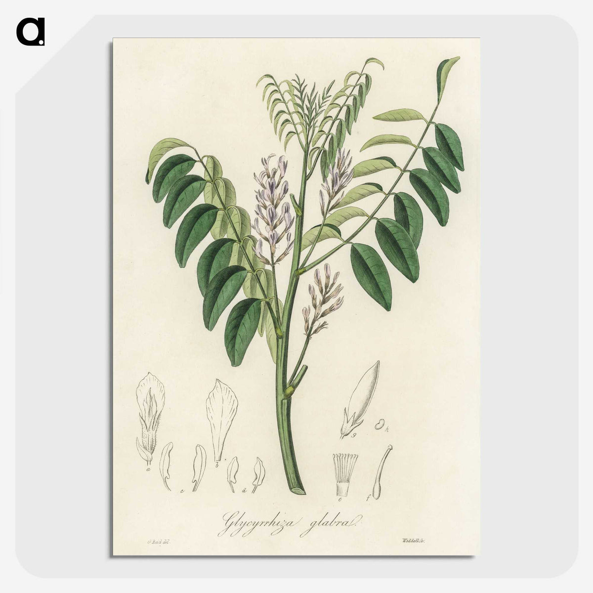 2-42_Medical-Botany_picture-crop