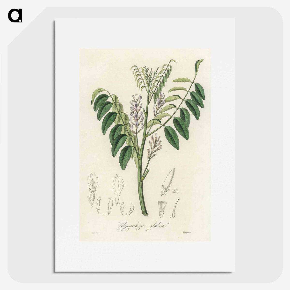 2-42_Medical-Botany_picture