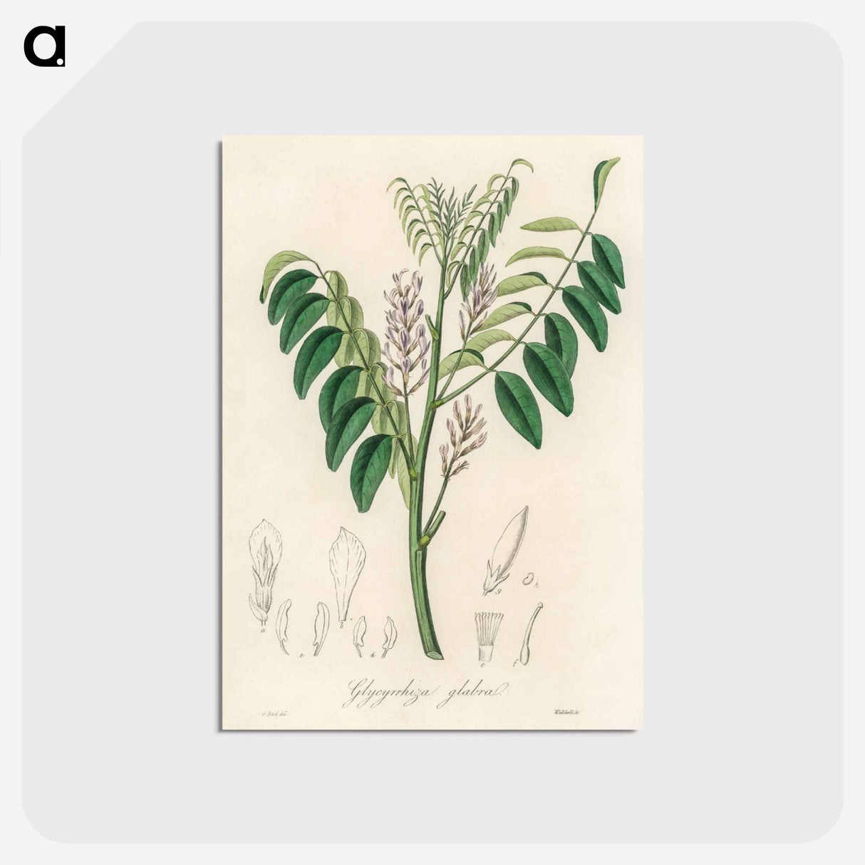 アートポストカード-Liquorice (Glycyrrhiza glabra) Illustration
- 薬用植物学 Postcard.