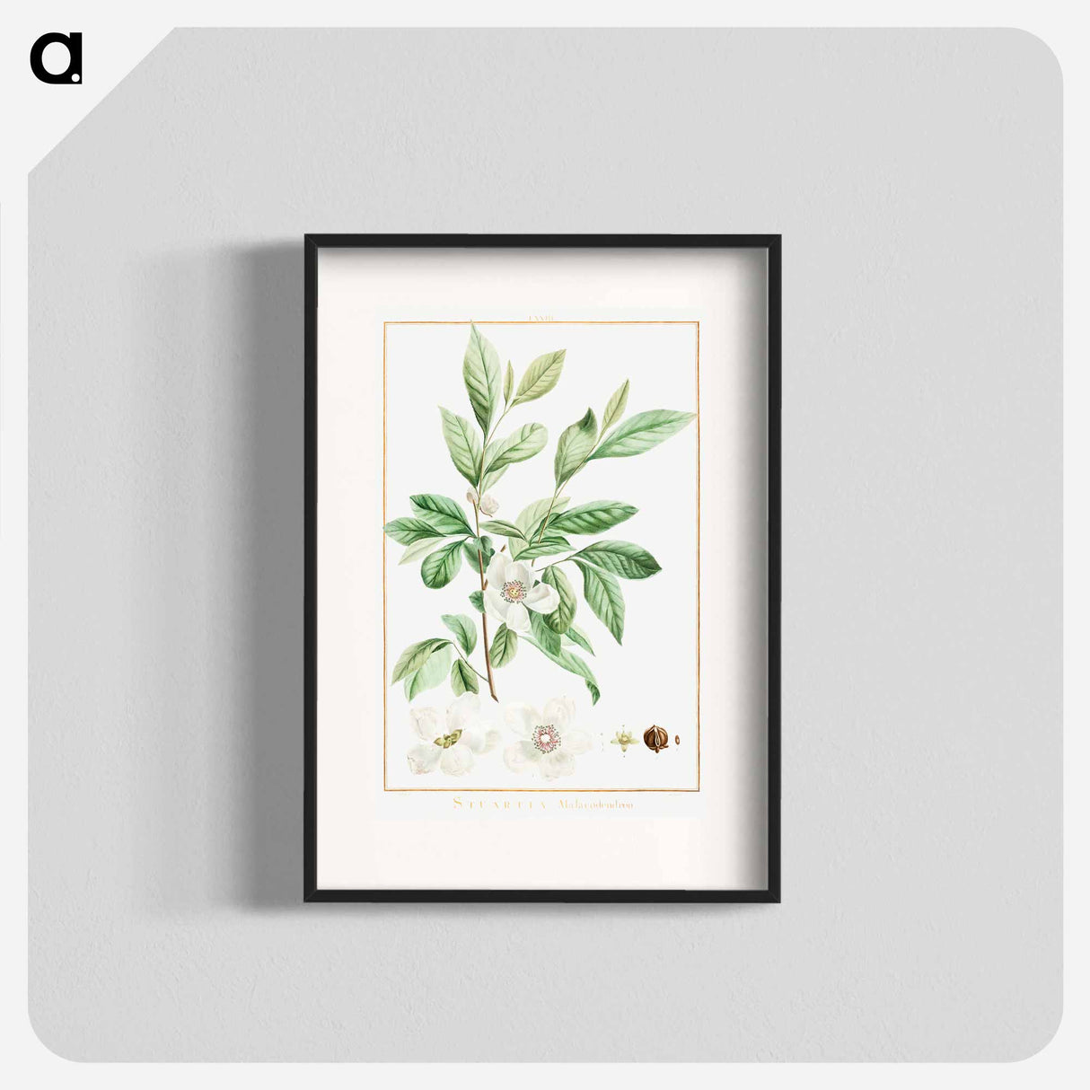 Stuartia Malacodendron - Pierre Joseph Redouté Poster.