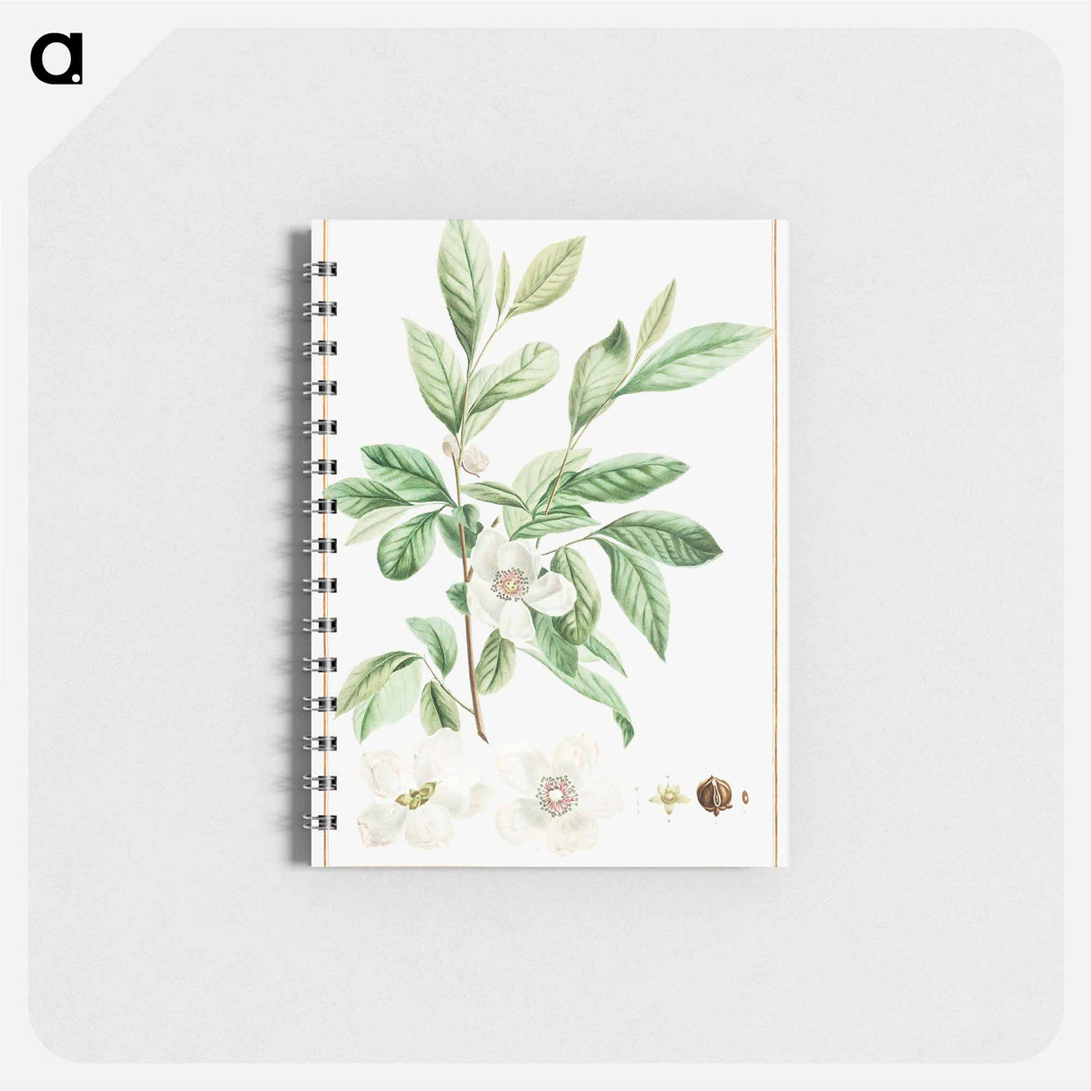 Stuartia Malacodendron - ピエール ジョゼフ ルドゥーテ Memo.