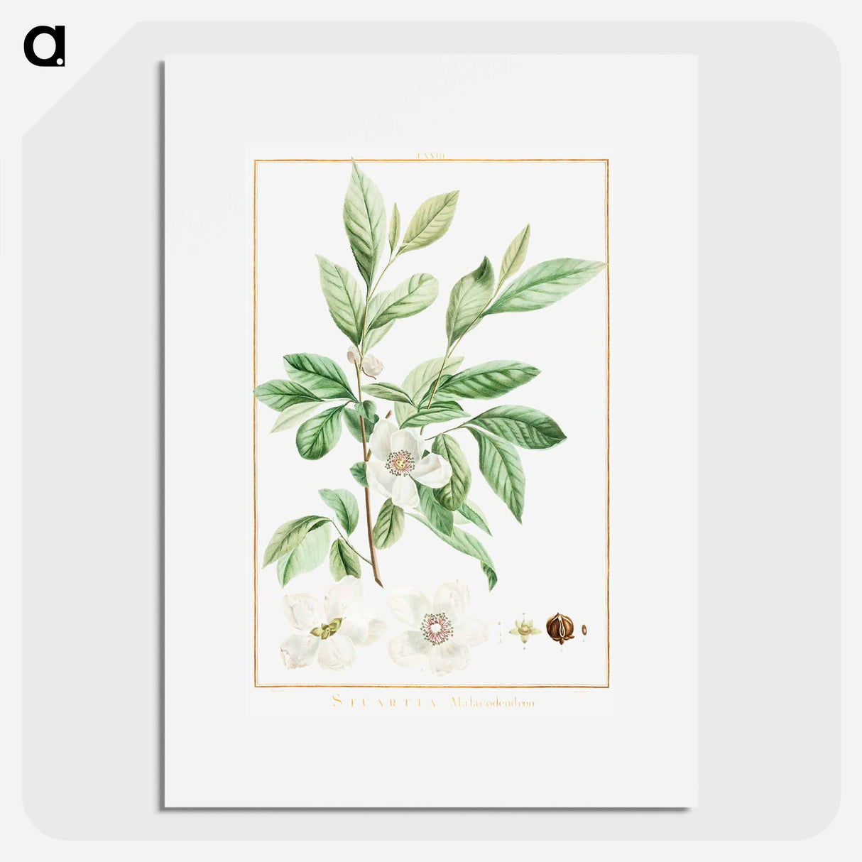 Stuartia Malacodendron - Pierre Joseph Redouté Poster.
