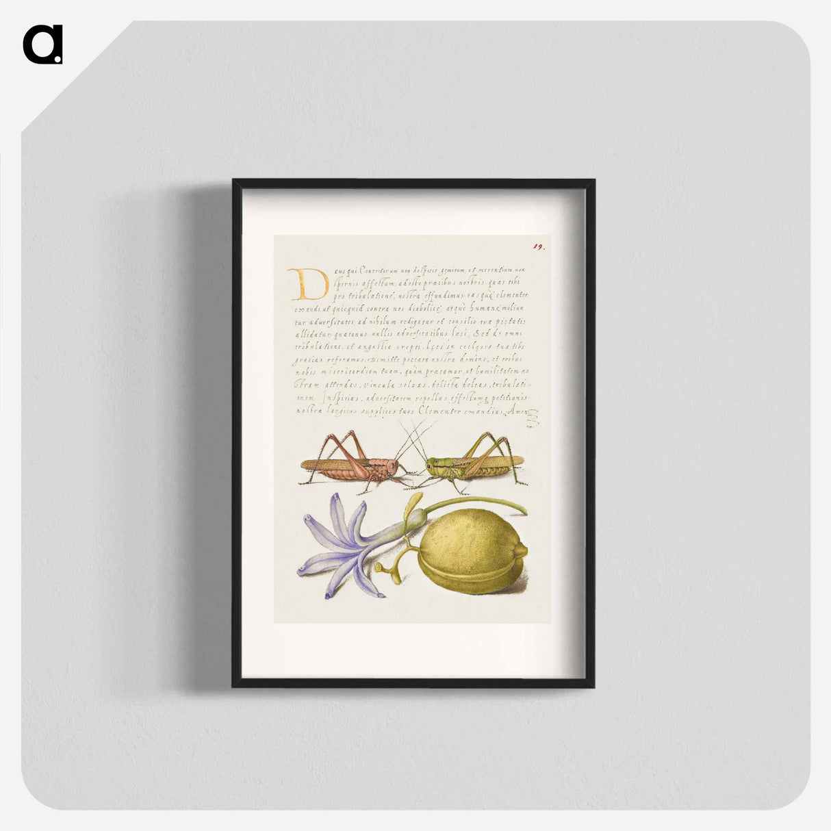 アートポスター-Wart Biter, Grasshopper, Hyacinth, and Almond from Mira Calligraphiae Monumenta
- 書道のお手本 Poster.