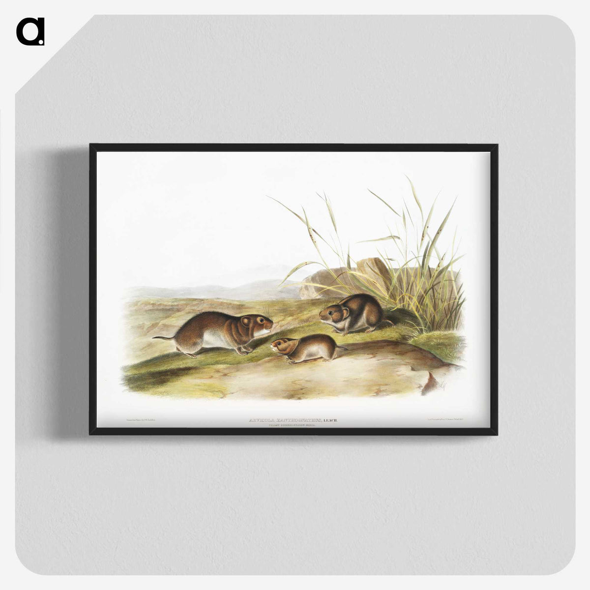2-42_The-Viviparous-Quadrupeds_blk-crop