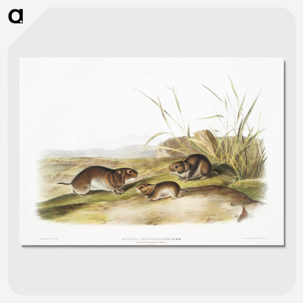 2-42_The-Viviparous-Quadrupeds_picture-crop