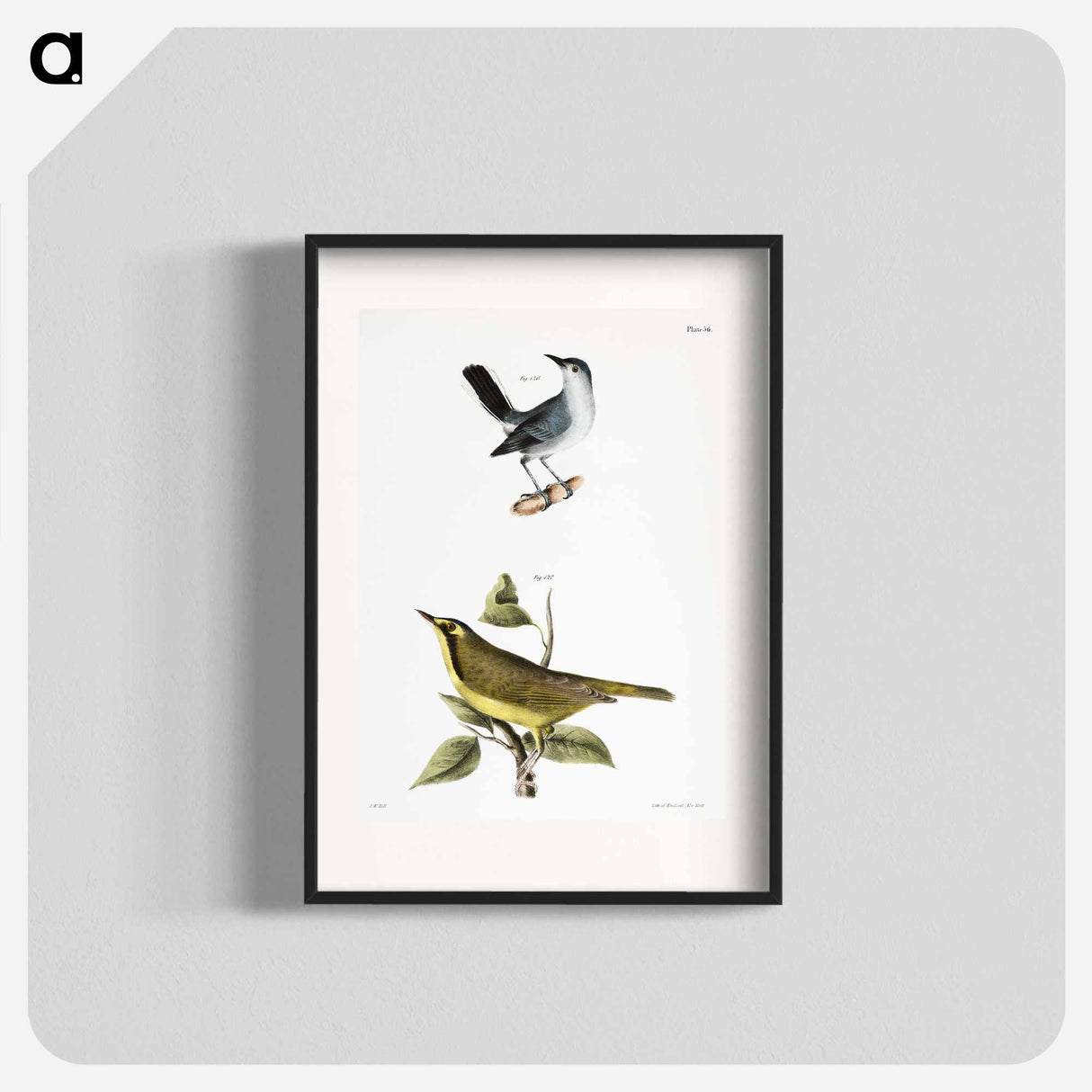 The Blue-gray Gnatcatcher - ニューヨークの動物学 Poster.