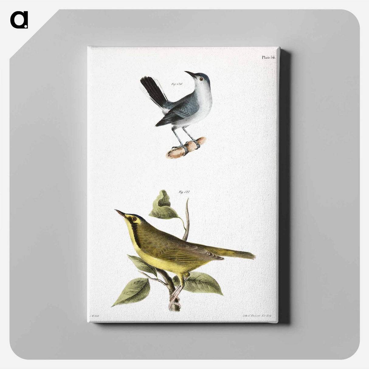 The Blue-gray Gnatcatcher - ニューヨークの動物学 Canvas.