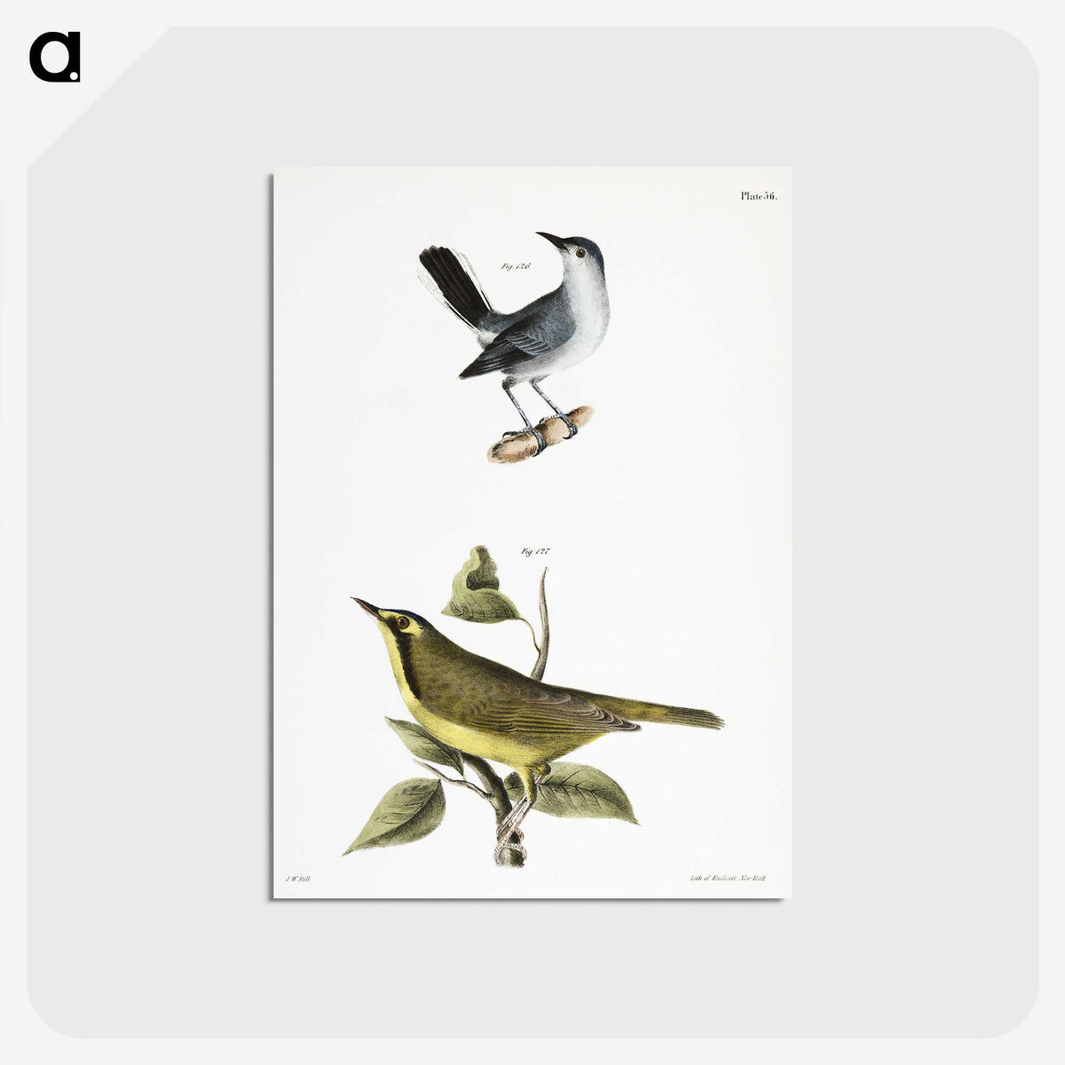 2-42_Zoology-of-New-York_postcard