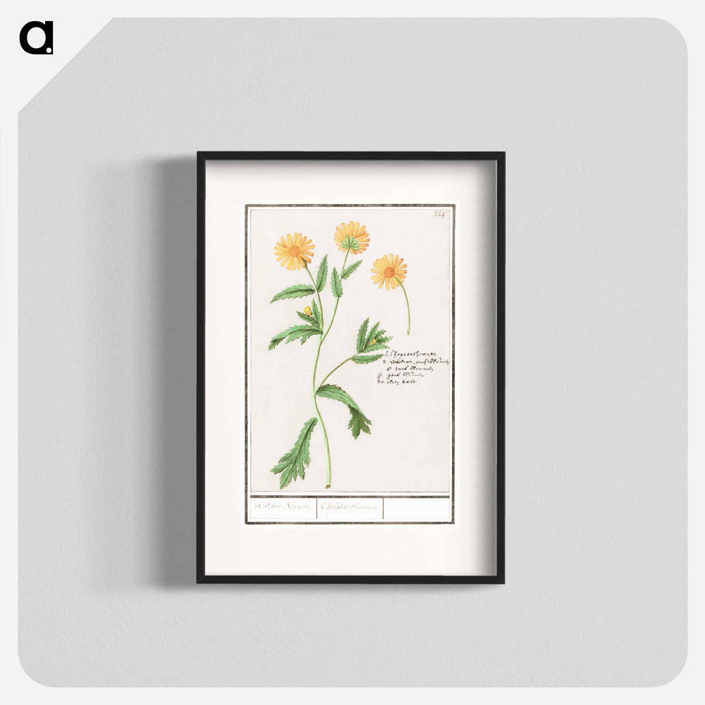 Chrysant, Chrysanthemum - アンセルムス ボエティウス デ ブート Poster.