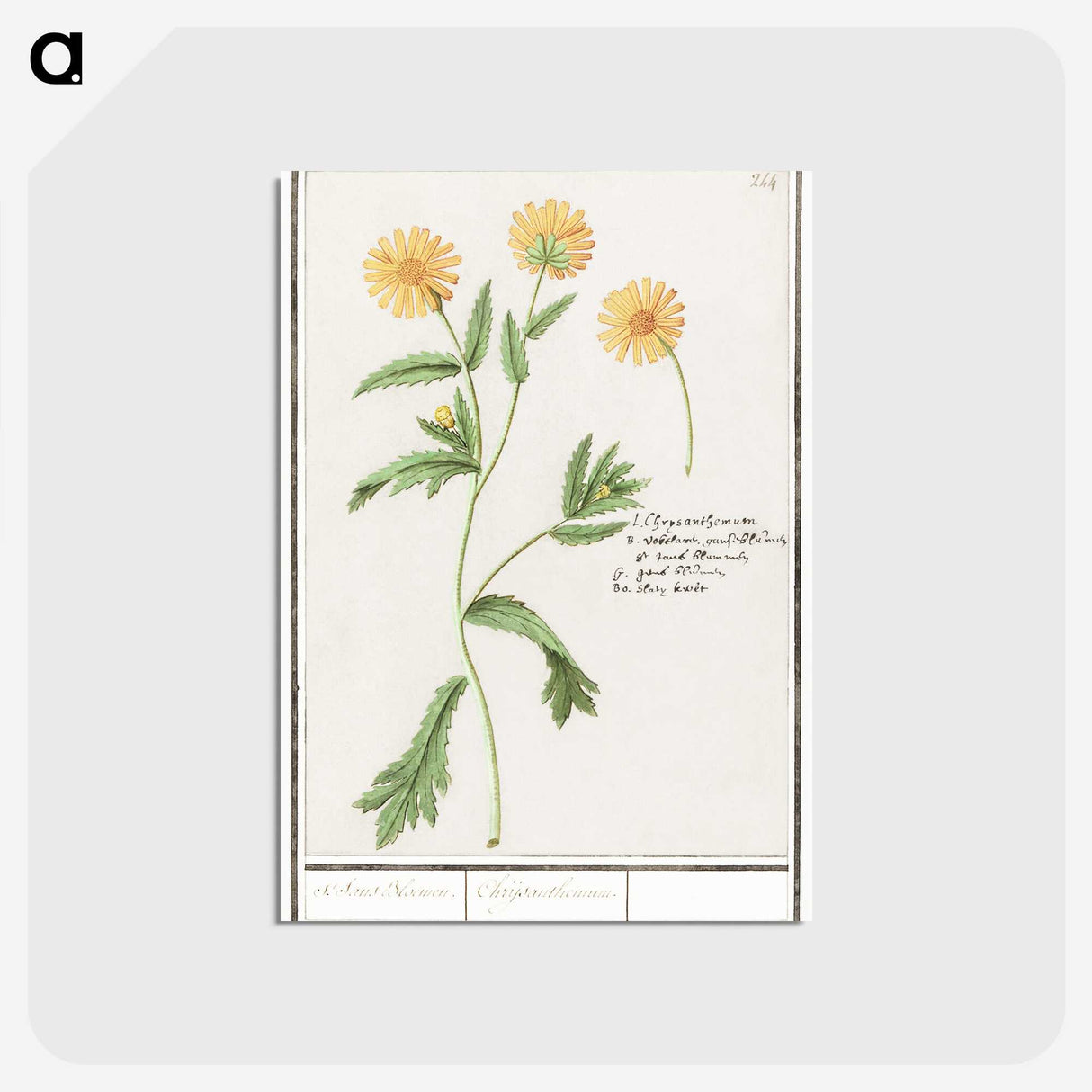 2-43_Anselmus-Boetius-de-Boodt_postcard