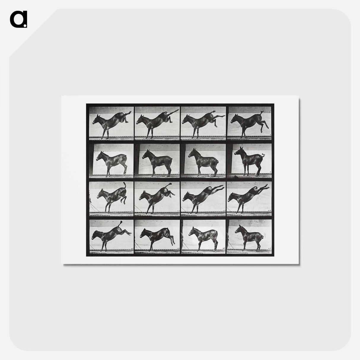アートポストカード-Kicking Mule
- エドワード マイブリッジ Postcard.