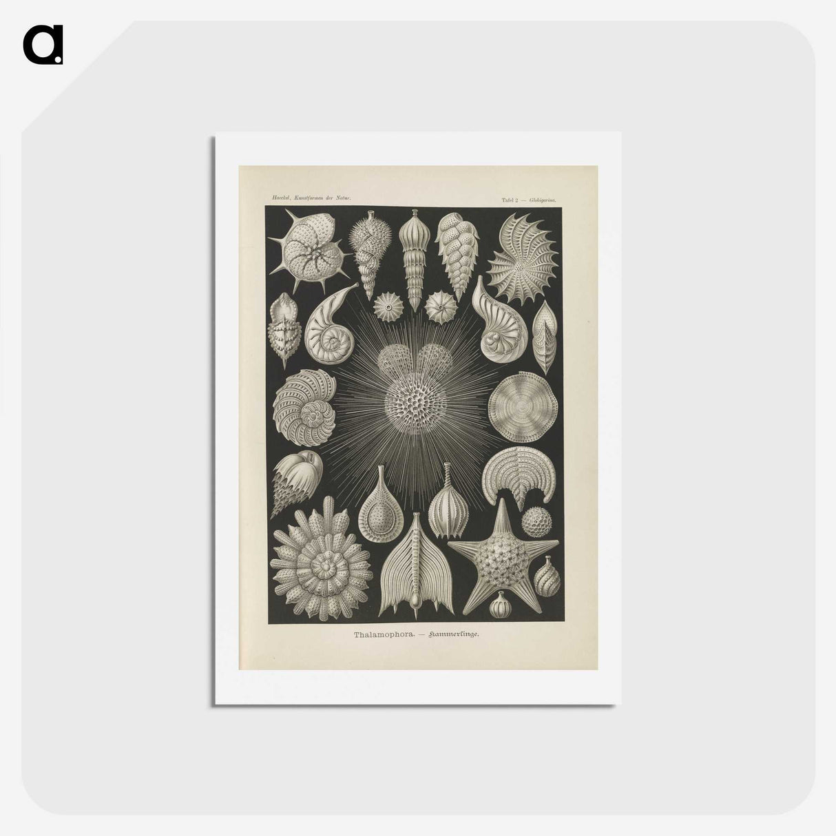 2-43_Ernst-Haeckel_hagaki