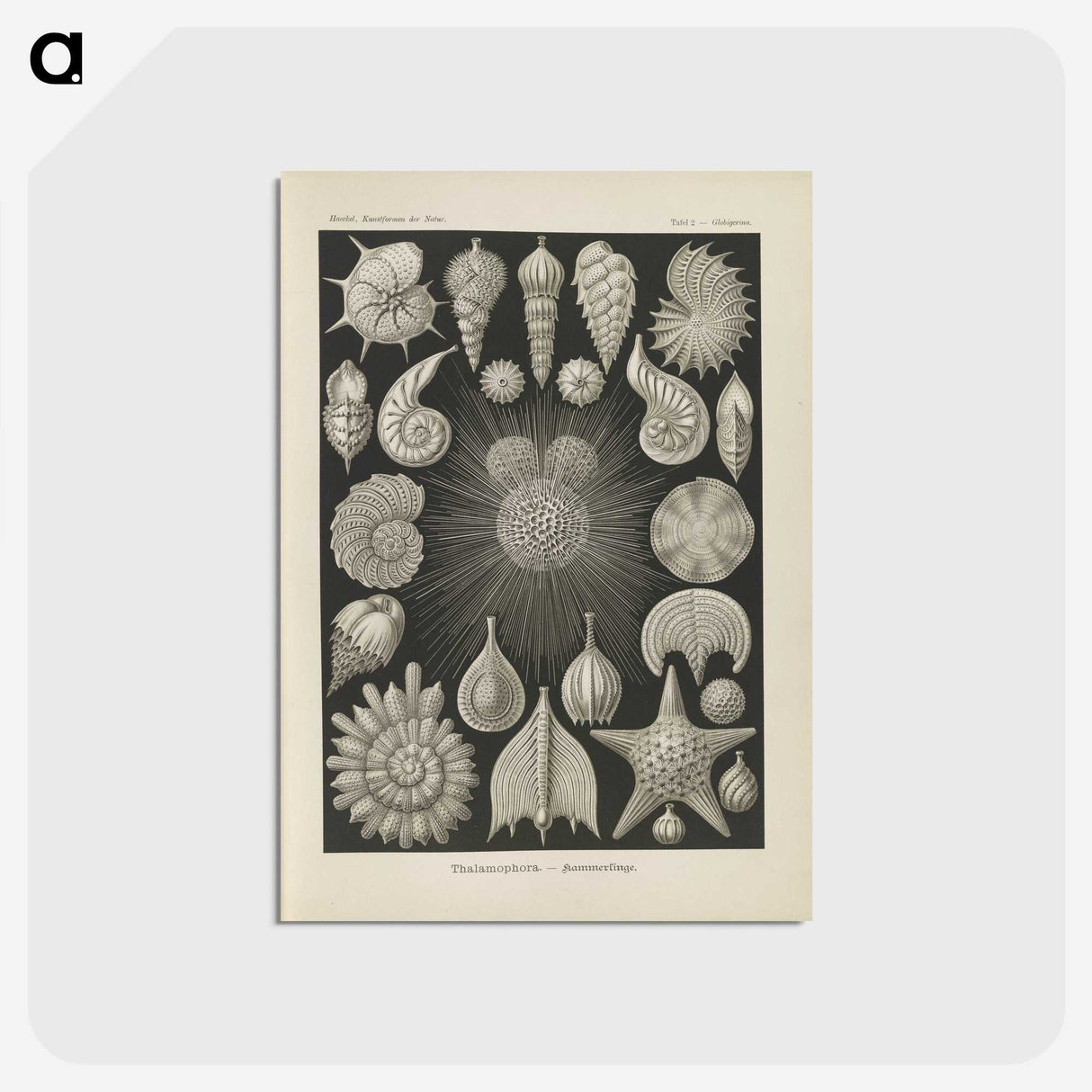 2-43_Ernst-Haeckel_postcard
