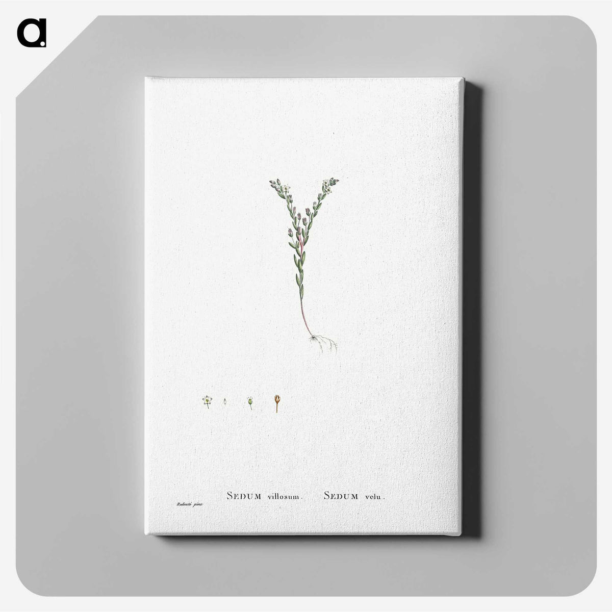 2-43_Histoire-des-Plantes-Grasses_canvas