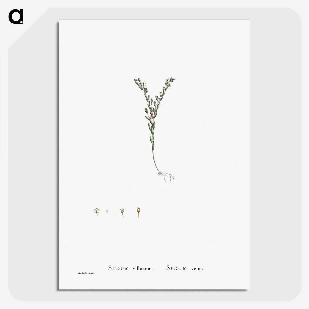 2-43_Histoire-des-Plantes-Grasses_picture-crop