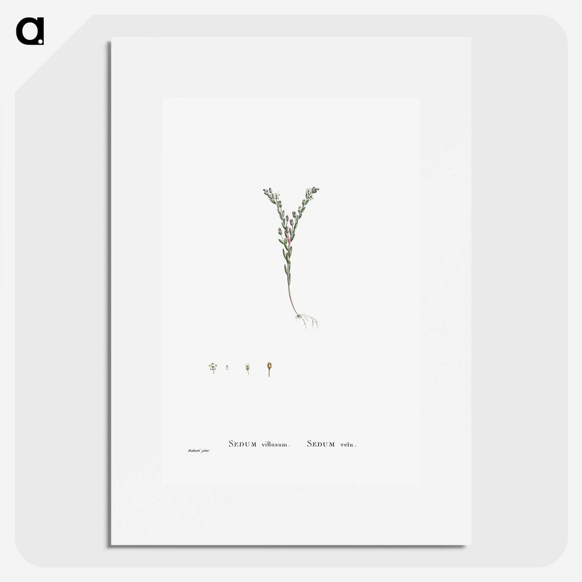 2-43_Histoire-des-Plantes-Grasses_picture