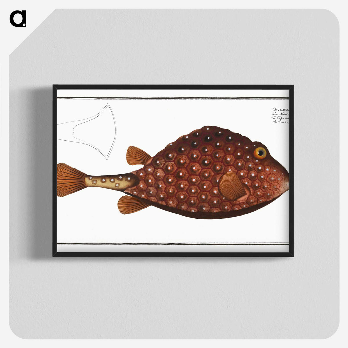 2-43_Ichtyologie-ou-Histoire-naturelle_blk-crop