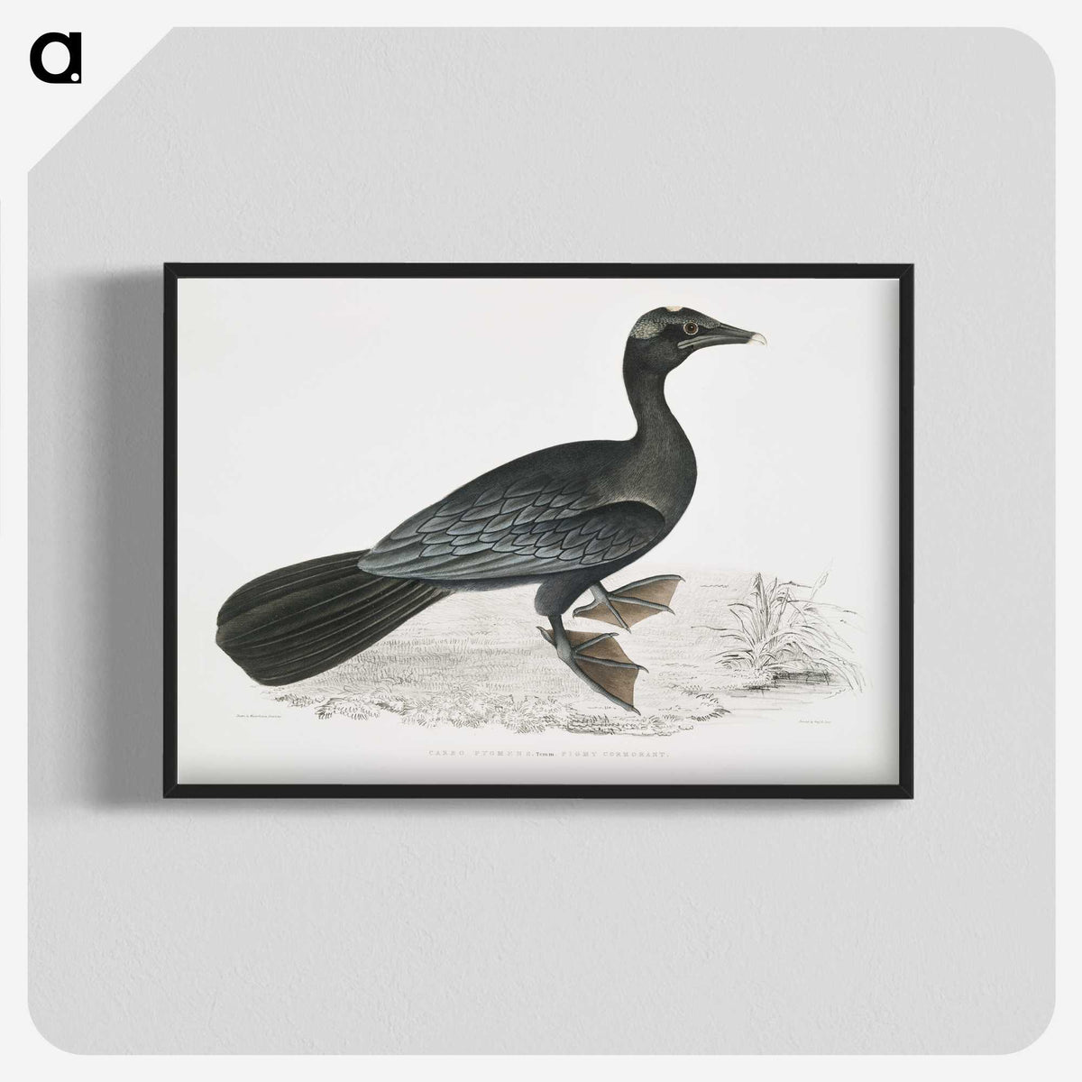 2-43_Indian-Zoology_blk-crop