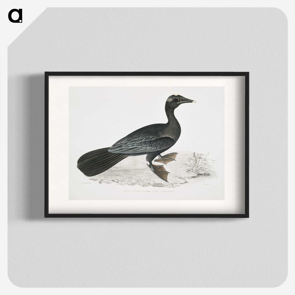 2-43_Indian-Zoology_blk